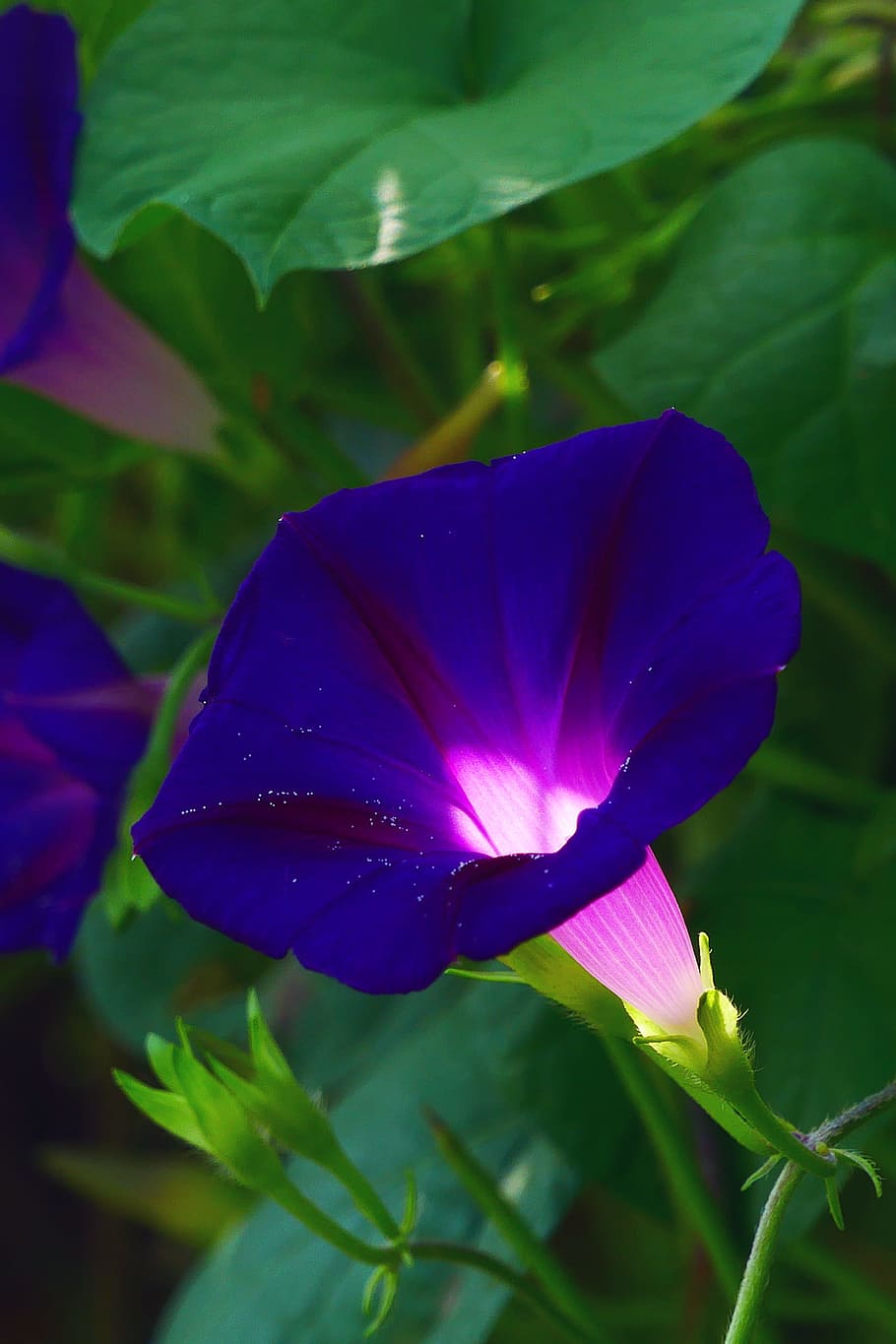 Funnel shaped blossoms of a Morning Glory plant., disambiguation