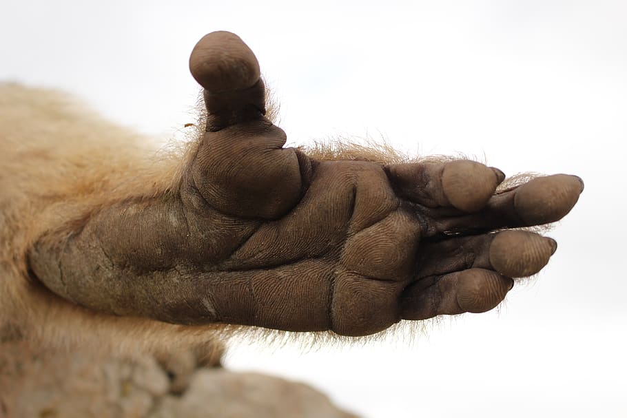 limb, foot, monkey, hairy, prints, hand, animal, daktylky, line HD wallpaper