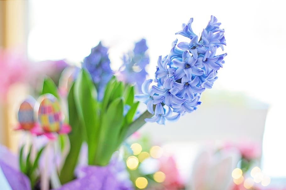 HD wallpaper: easter, hyacinth, purple, flowers, spring, nature