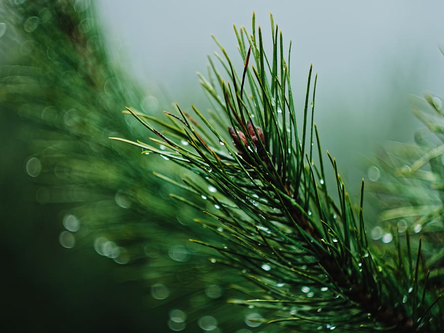 green color, growth, plant, nature, beauty in nature, selective focus HD wallpaper