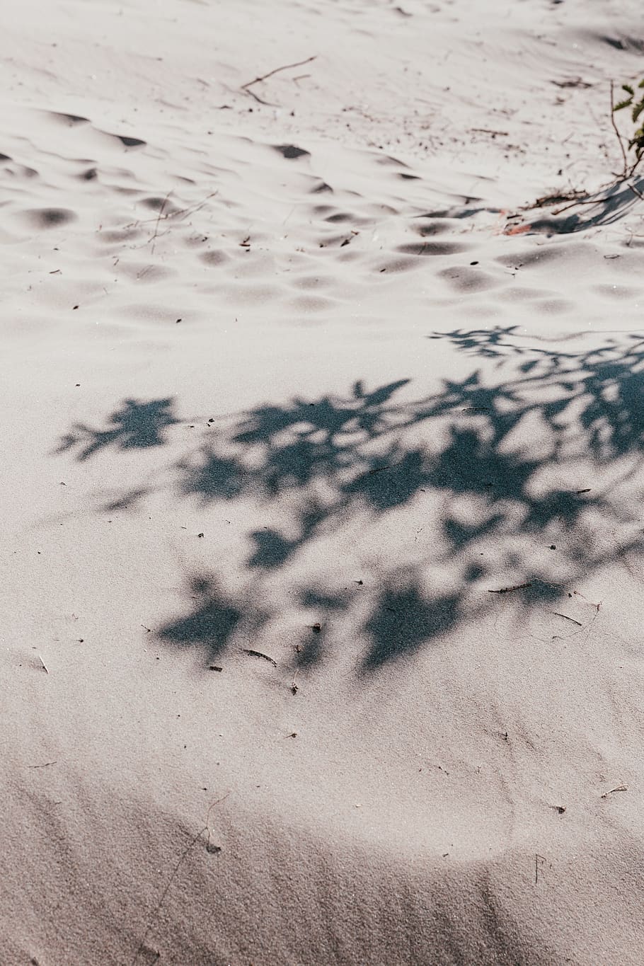 tree surrounded by gray sand, land, beach, nature, no people HD wallpaper
