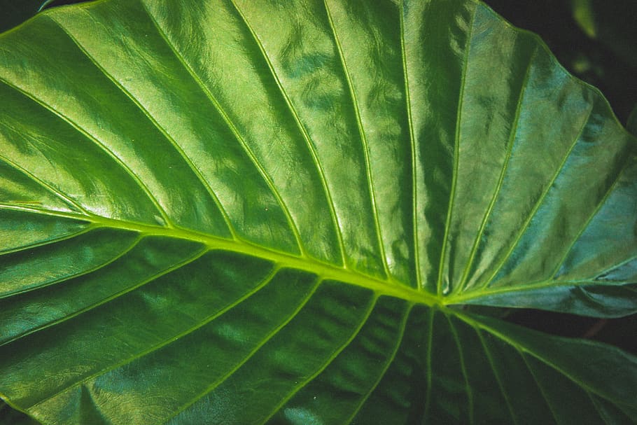 leaf, plant, veins, green, simple, minimalistic, droplet, sunlight, HD wallpaper
