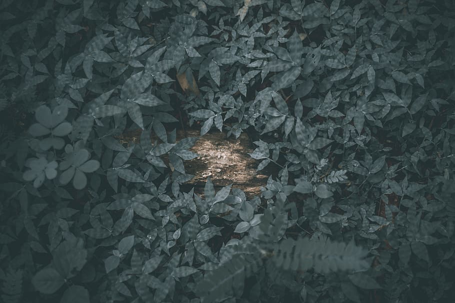 feel, think, things, thinking, thought, trees, friend, story HD wallpaper