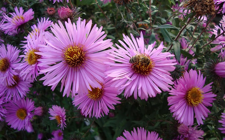 flora, macro, bokeh, nature, flowering plant, freshness, flower head HD wallpaper