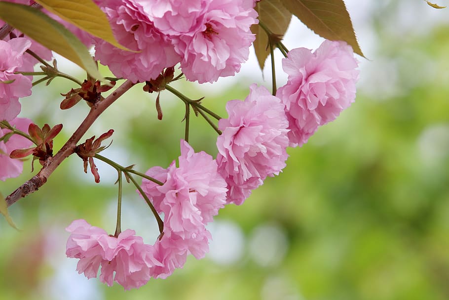 spring, spring flowers, nature, plants, season, garden, flowering HD wallpaper