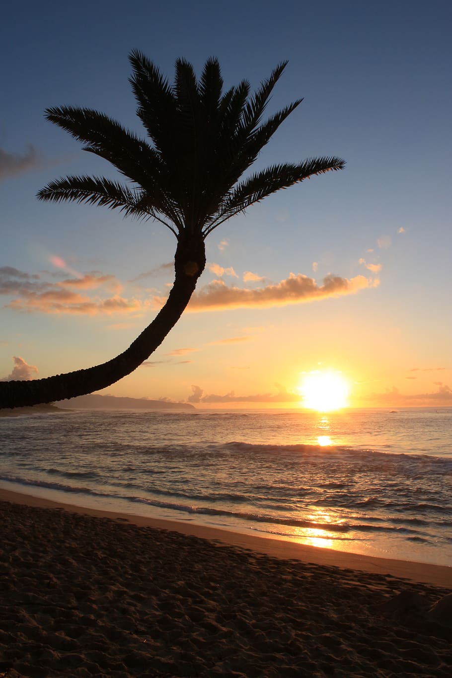 sunset, sunsetbeach, palm, hawaii, landscape, sky, bluesky HD wallpaper