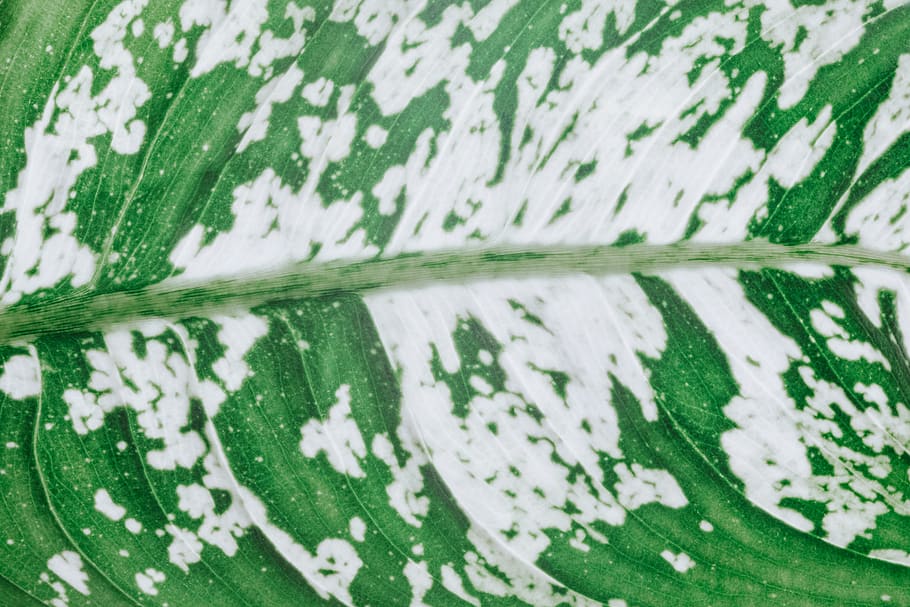 green leaf, plant, texture, wildlife, food, fruit, close up, outdoors HD wallpaper