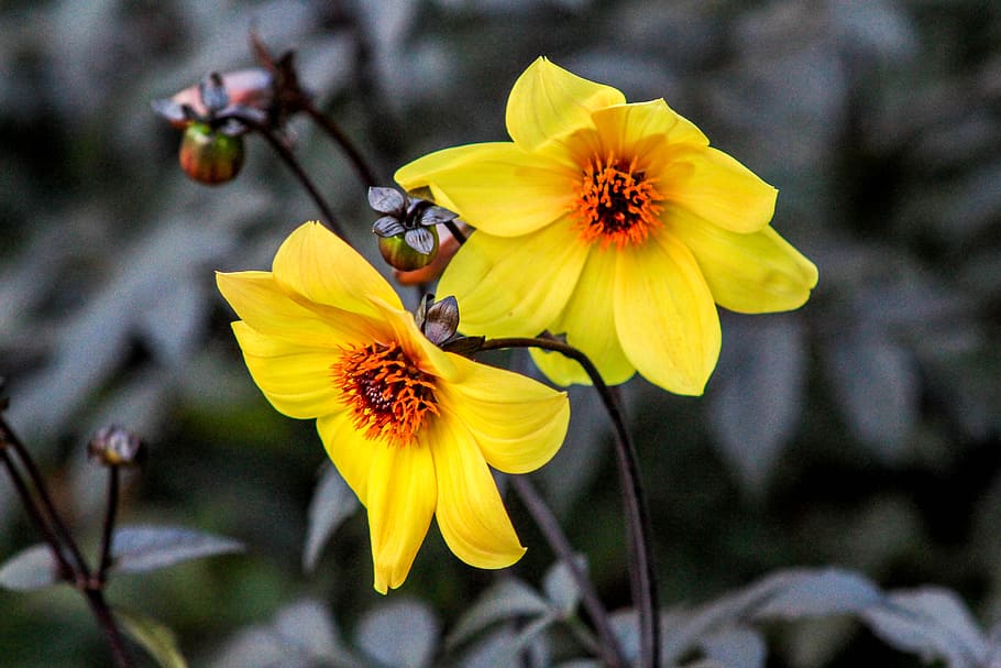 flower, nature, flora, leaf, garden, flowering plant, fragility HD wallpaper