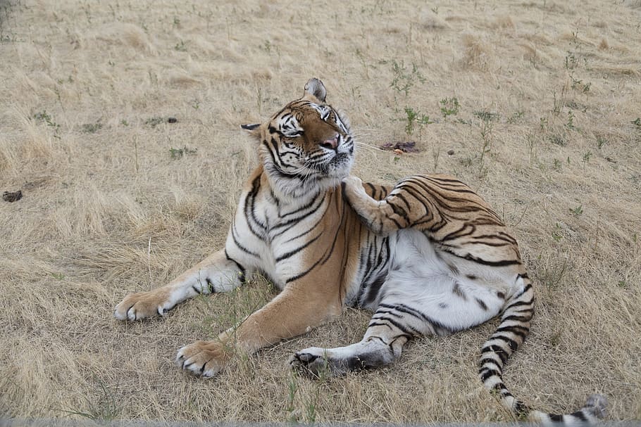 tiger, big cat, predator, nature, wildlife, zoo, scratching HD wallpaper