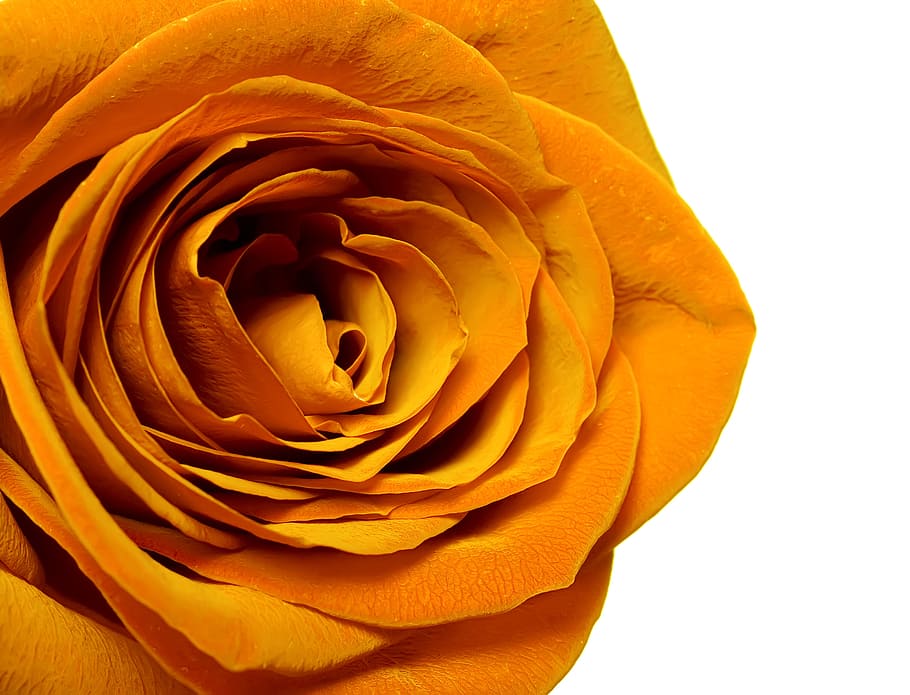 rose, flower, flowering plant, beauty in nature, petal, flower head HD wallpaper