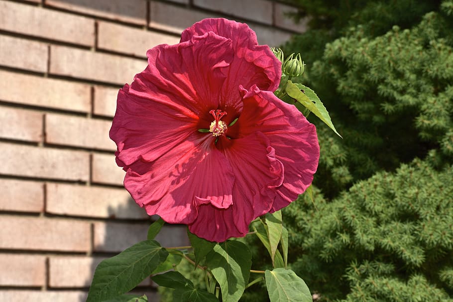 hibiscus, pink, red, flower, plant, bloom, garden, summer, nature, HD wallpaper