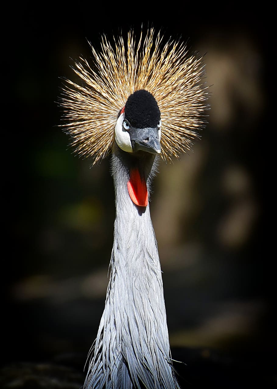 grey crowned crane, baleurica regulorum, bird, feather, colorful