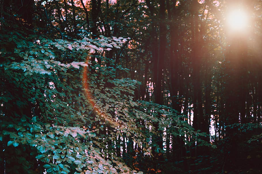 Green Leafed Trees , forest, sun, sunlight, woods, plant, land HD wallpaper