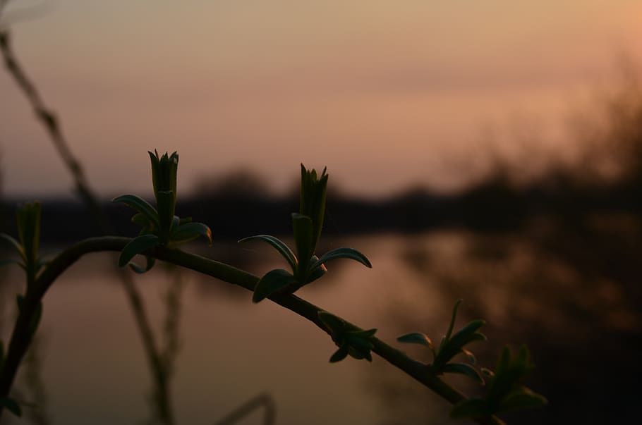 plants, sunset, nature, field, growth, focus on foreground HD wallpaper