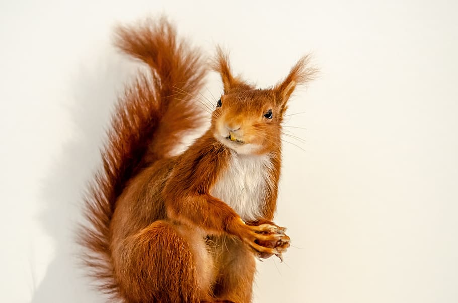 squirrel, mammal, tail, roux, fur, cute, nature, texture, animal HD wallpaper