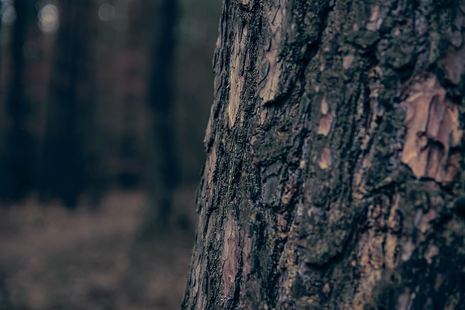 trees, nature, forest, bark, tree trunk, textured, plant, focus on foreground HD wallpaper