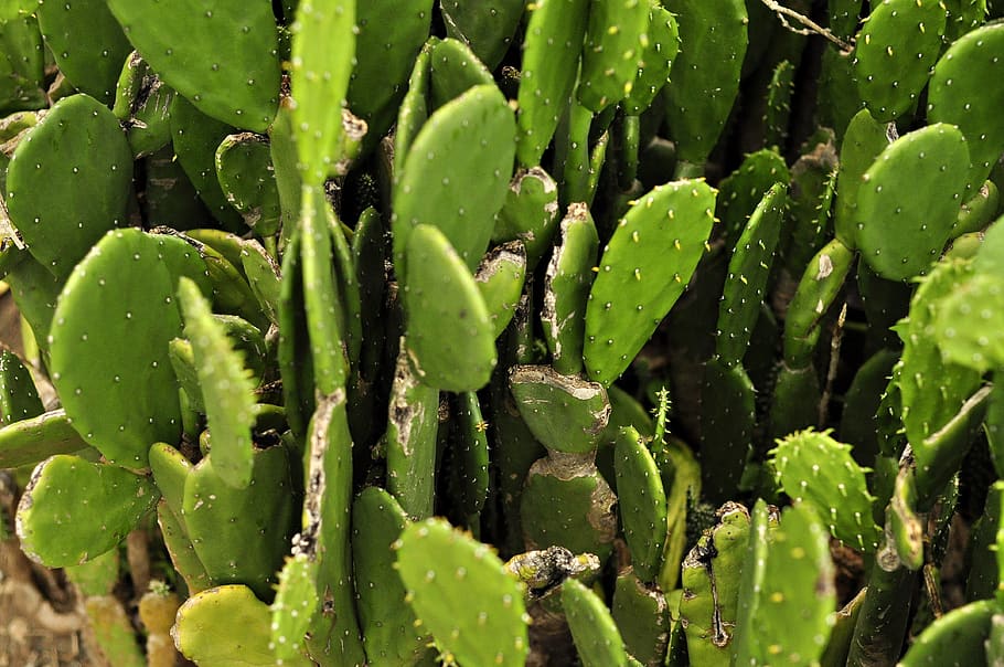 cactus, flora, nature, botany, asia, growth, green color, plant HD wallpaper
