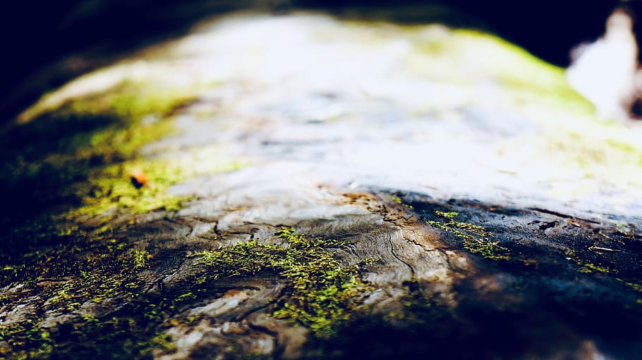 wood, moss, forest, trees, light, growth, selective focus, close-up HD wallpaper