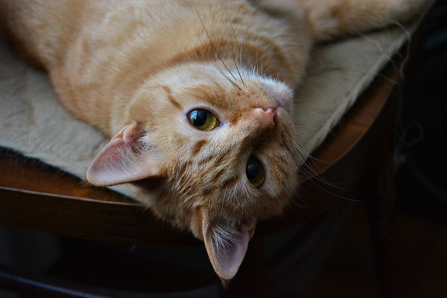 pet, cat, mammal, animal themes, one animal, domestic, pets HD wallpaper