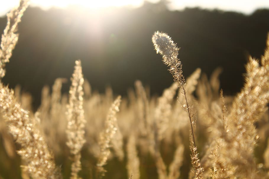 summer, sun, koloski, grass, nature, krupnyj plan, plant, sunlight HD wallpaper
