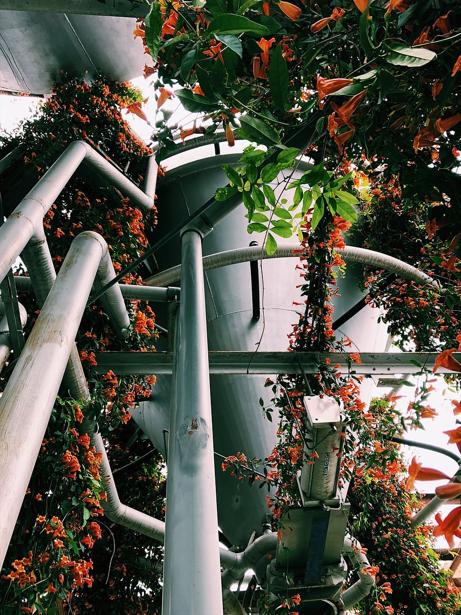nature, plant, growth, architecture, tree, built structure HD wallpaper