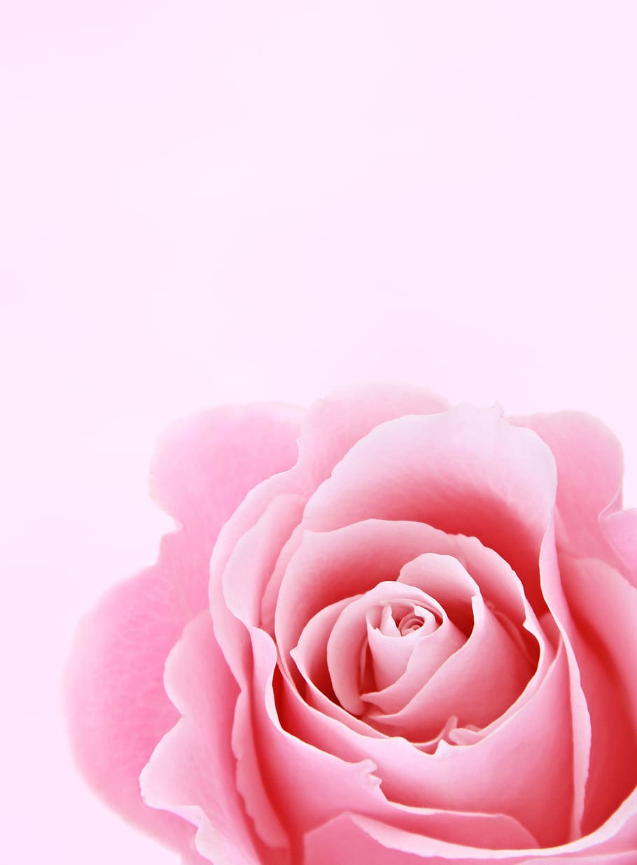 Pink Rose Closeup Photography, bloom, blooming, blossom, bright HD wallpaper