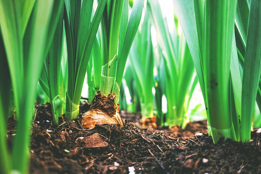 shallow focus photography of green leafed plants, bulb, mud, bulb plant