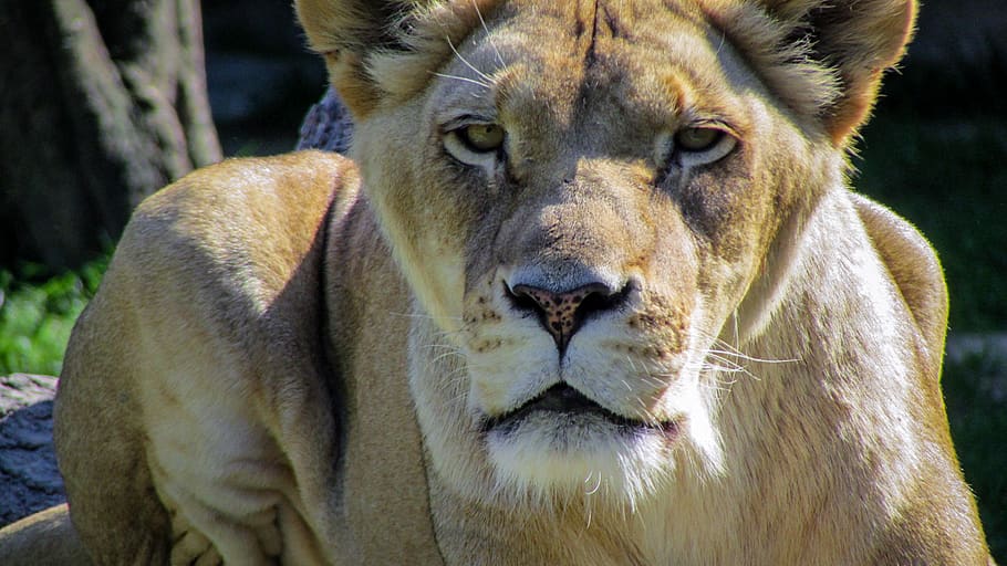 HD wallpaper: close-up photo of lioness, wildlife, animal, mammal, memphis  zoo | Wallpaper Flare
