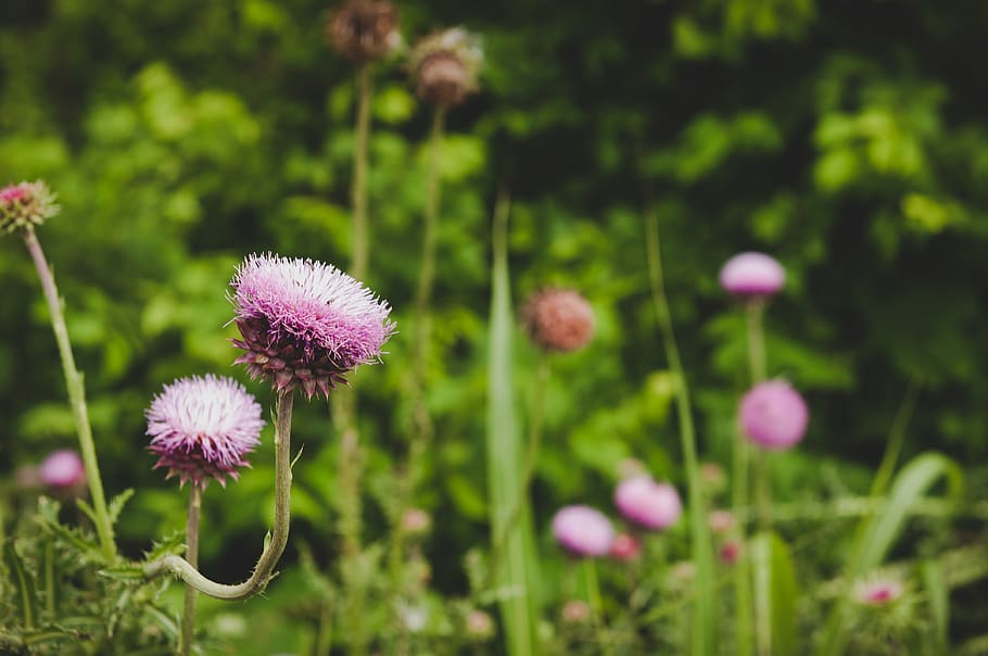 wildflower, sharp, pointy, purple, thistle, plant, flowering plant HD wallpaper