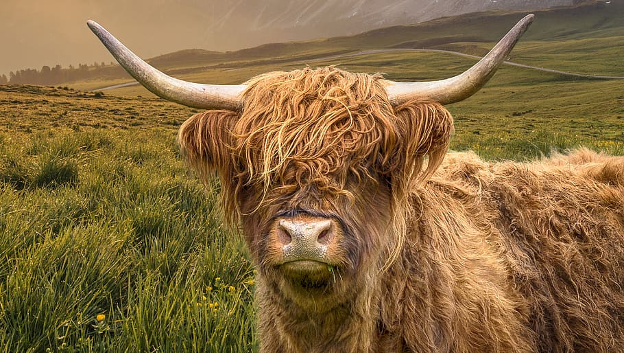 highland cattle, animal, shaggy, scotland, animal themes, mammal