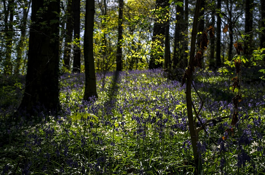 forest, spring, flower, plant, land, tree, growth, beauty in nature HD wallpaper