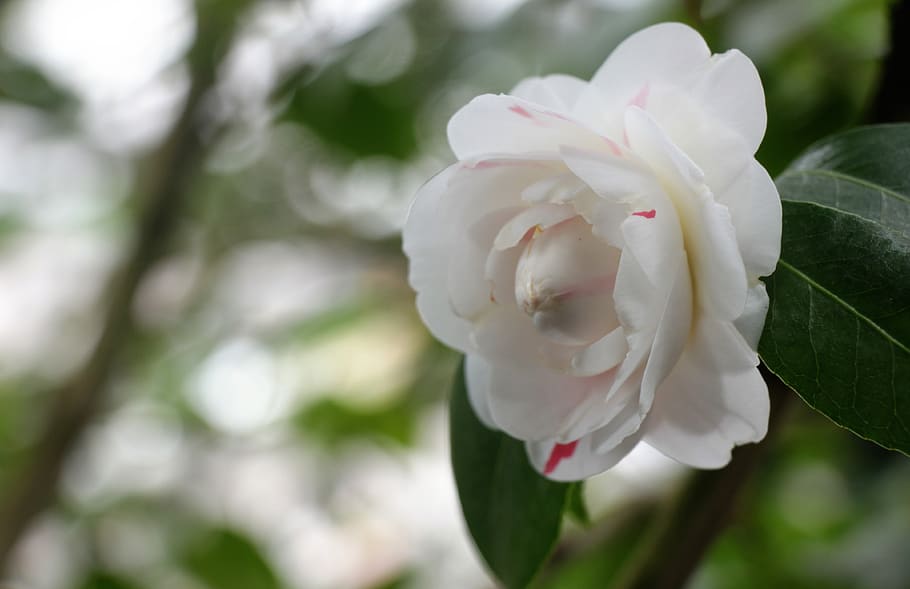 flower, white, bloom, spring, flora, garden, flower garden, HD wallpaper