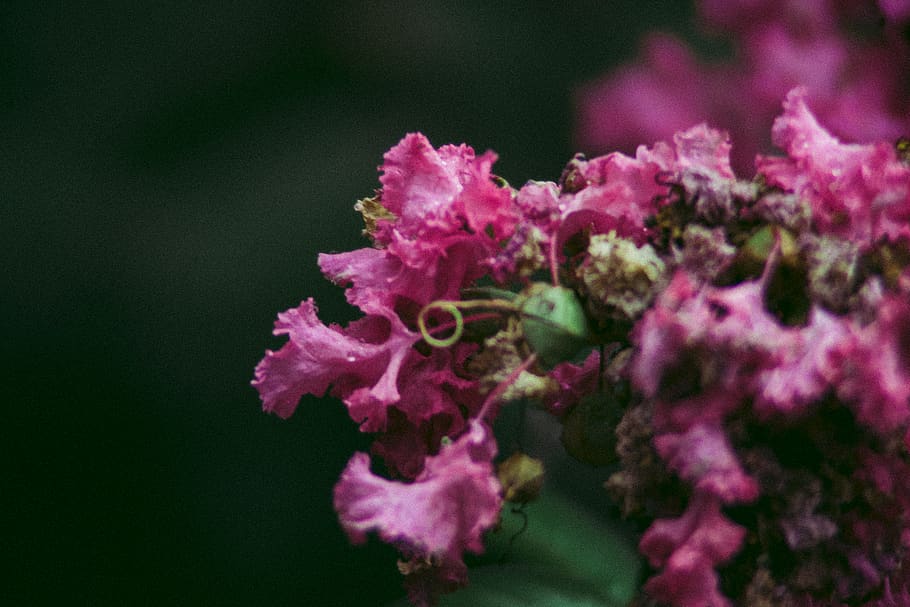 flower, nature, vibes, flowering plant, fragility, freshness HD wallpaper