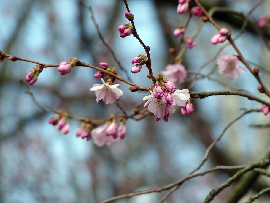 blossom, bud, spring, nature, flowering twig, fruit tree, frühlingsanfang HD wallpaper