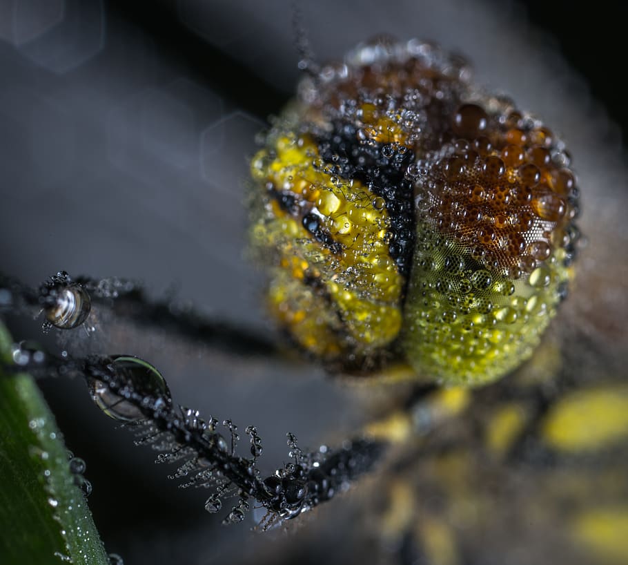 dragonfly, insect, dew, eye, macro, close-up, selective focus HD wallpaper