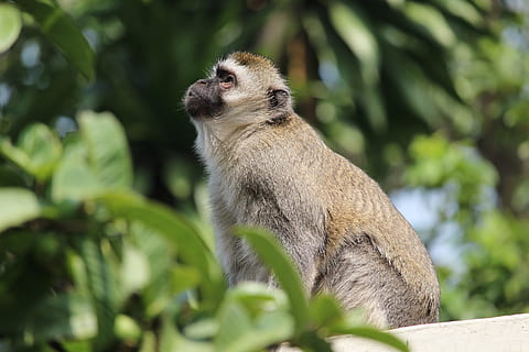 vervet, monkey, wildlife, animal, primate, africa, looking HD wallpaper