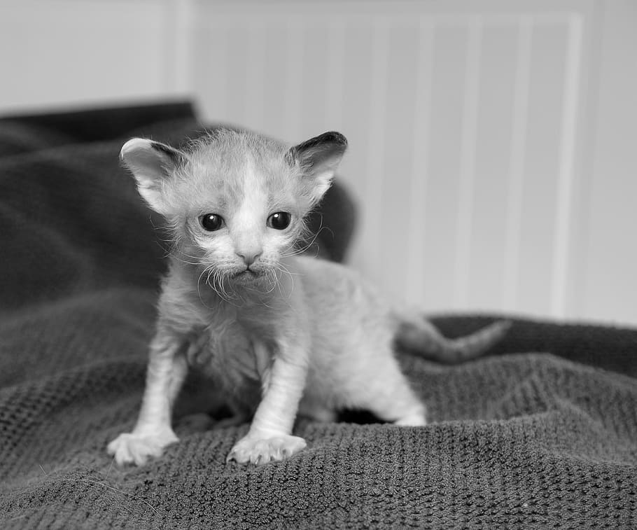 kitten, cute, cat, animals, pets, curious, eyes, animal themes HD wallpaper