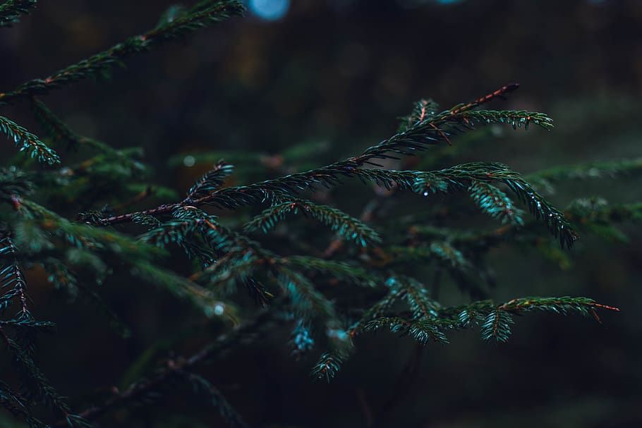 forest, field, trees, nature, mother nature, blossom, sunset HD wallpaper