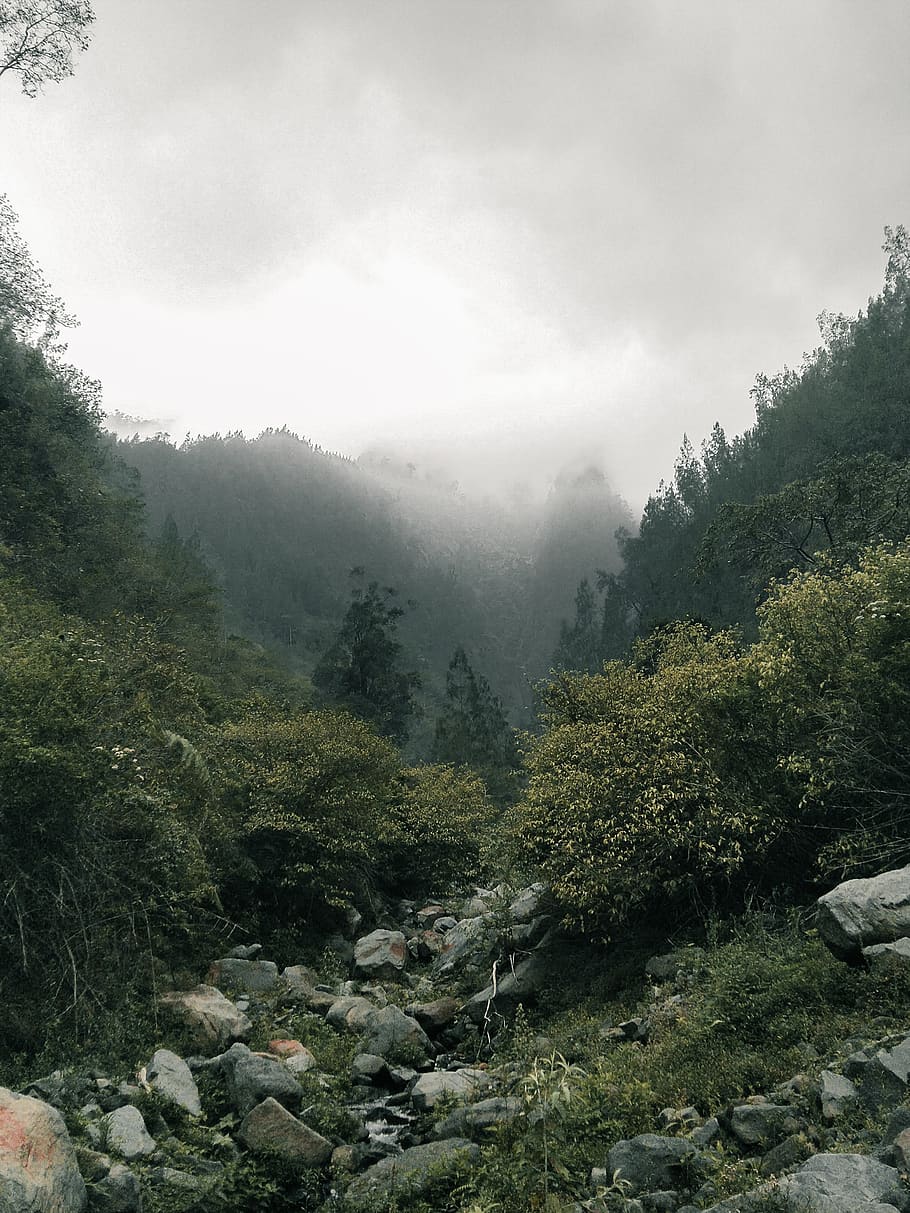 rocks surrounded by trees, nature, outdoors, plant, weather, fir HD wallpaper
