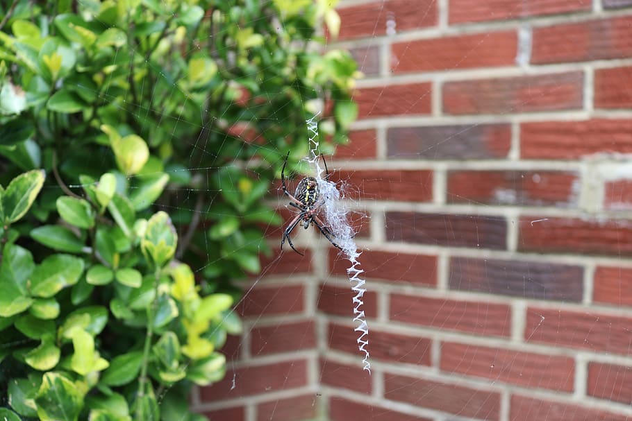 spider, cobweb, nature, insect, case, animal, cobwebs, spin threads HD wallpaper