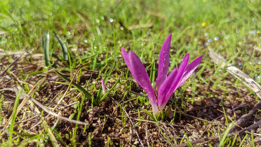 saffron flower, rocio, nature, drops, outbreak, plant, growth HD wallpaper