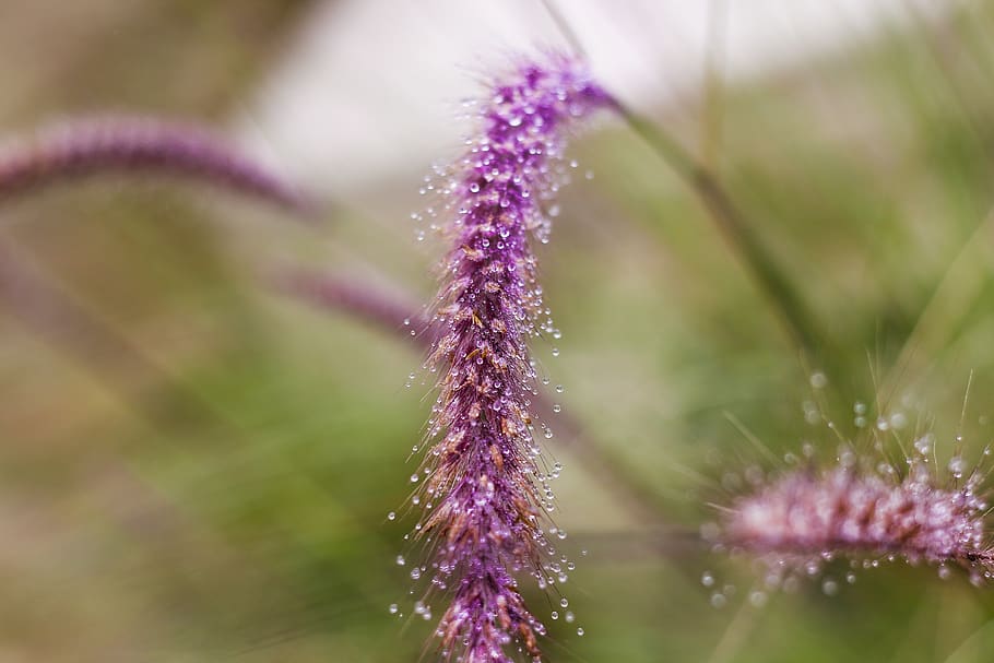 drops, tomorrow, nature, grass, green, garden, winter, flowers HD wallpaper