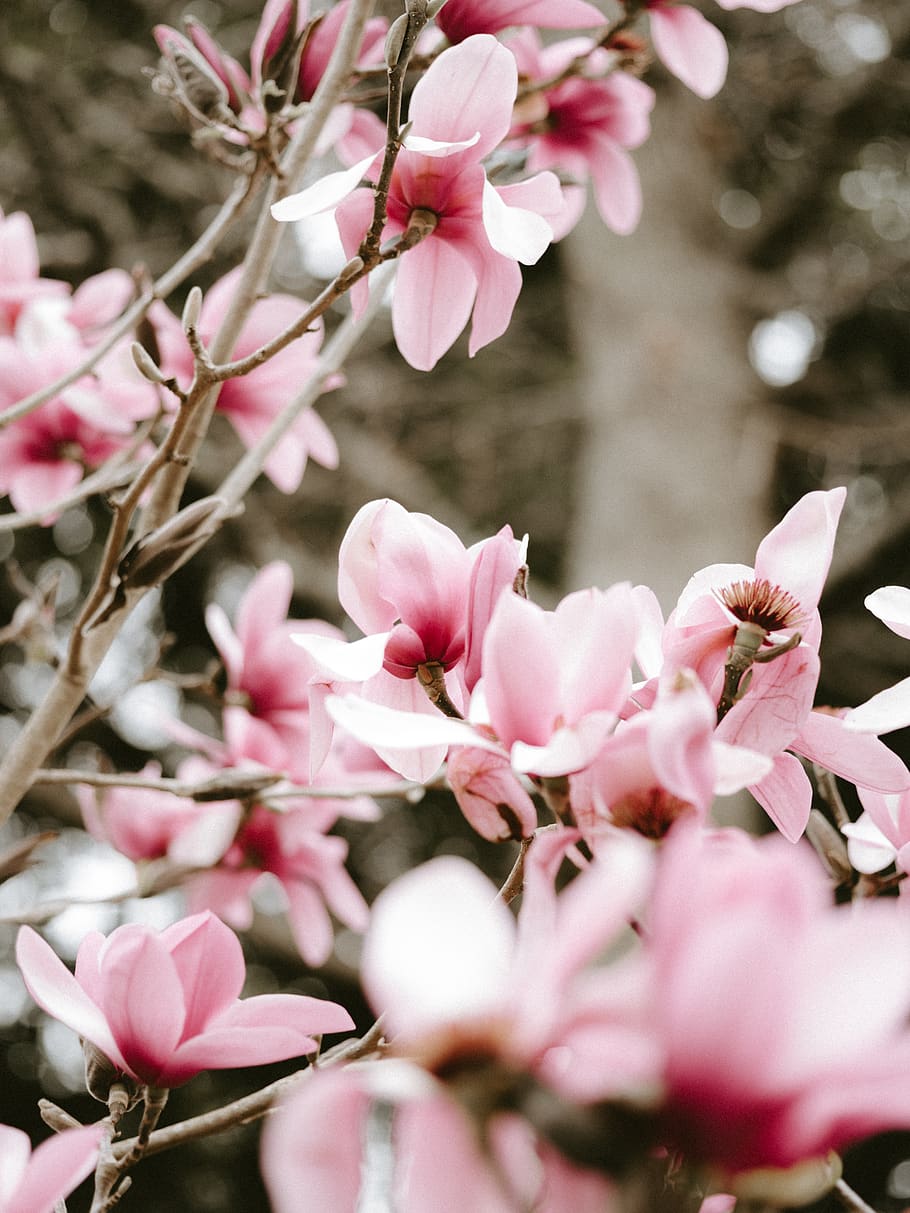 pink flowers at bloom, flowering plant, pink color, fragility HD wallpaper