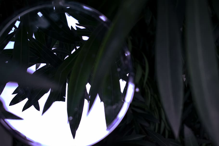leaf, green, reflections, mirror, bush, halo, wristwatch, light HD wallpaper