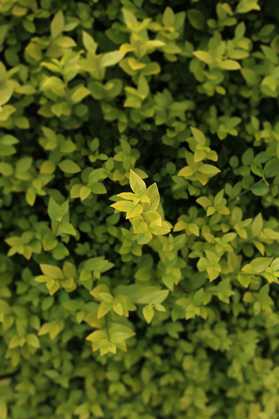 nature, green, tree, green color, growth, plant, plant part HD wallpaper