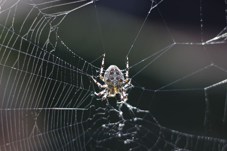 spider, nature, web, macro, close up, summer, animals, one animal HD wallpaper