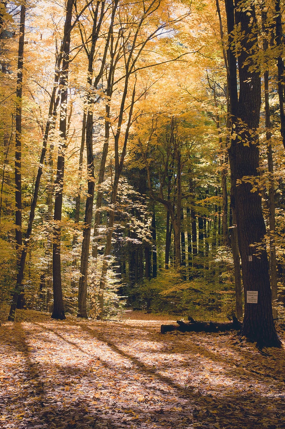 fall, leafe, autumn, wood, path, forest, tree, plant, land HD wallpaper