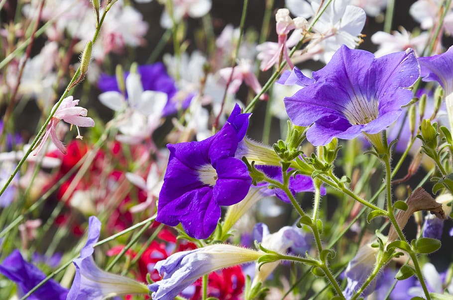francia, saint-sever, flowers, flowering plant, vulnerability HD wallpaper
