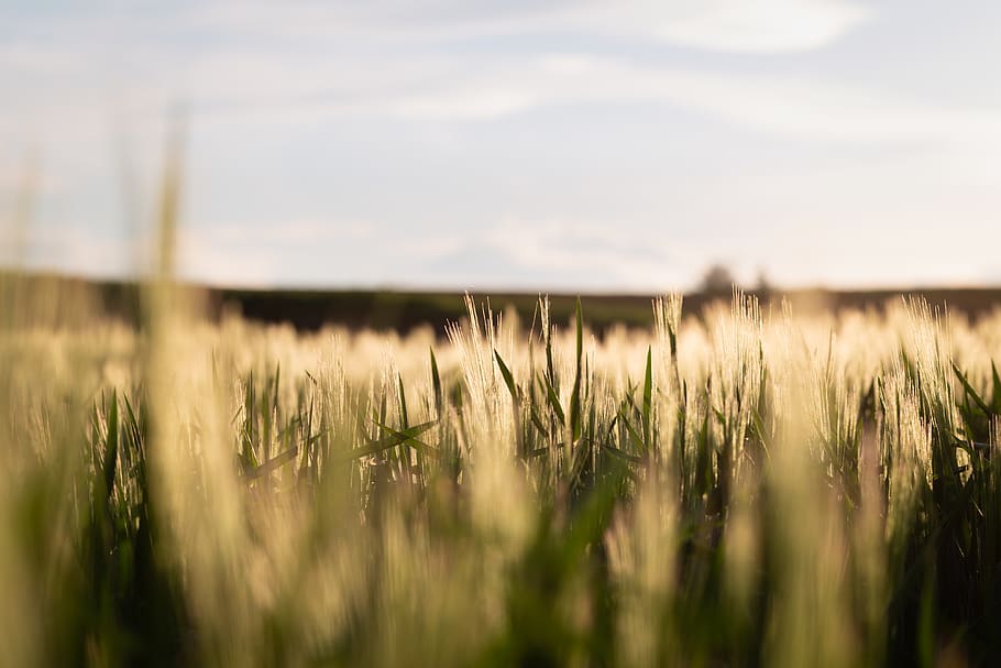 plant, field, growth, land, landscape, selective focus, crop HD wallpaper