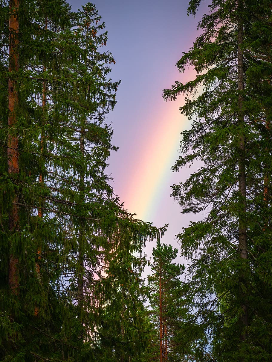 Photo Of Trees And Rainbow, conifer, dawn, daylight, environment HD wallpaper